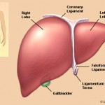 about_liver